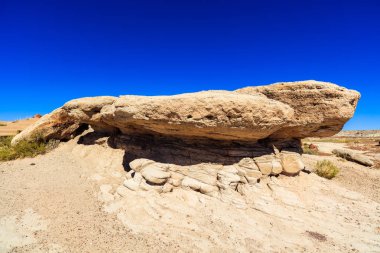 Arizona taşlaşmış orman