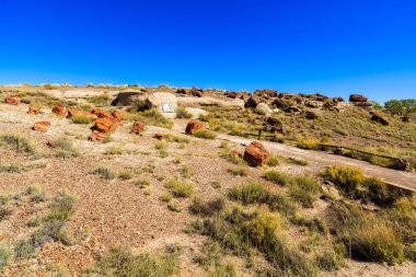 Arizona taşlaşmış orman