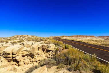 Arizona taşlaşmış orman