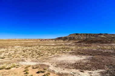 Arizona taşlaşmış orman