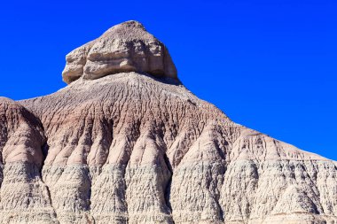 Arizona taşlaşmış orman