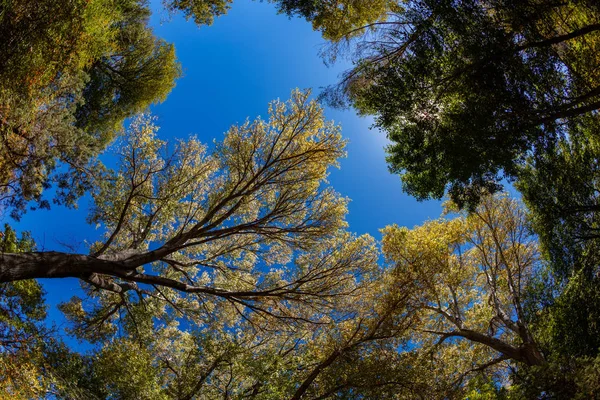 Mot Himlen Visa Träd Nära Katedralen Rock Sedona Arizona — Stockfoto