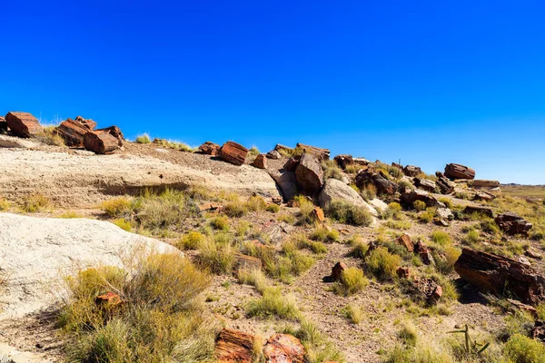 Arizona petrified forest — Stock Photo, Image