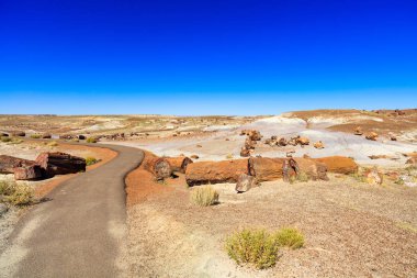 Arizona taşlaşmış orman