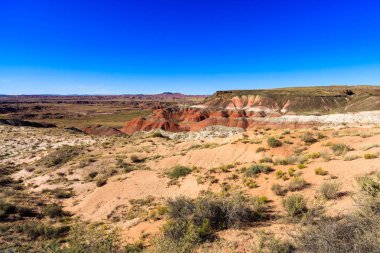 Arizona taşlaşmış orman