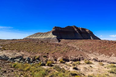 Arizona taşlaşmış orman