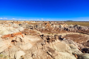 Arizona taşlaşmış orman