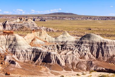 Arizona taşlaşmış orman