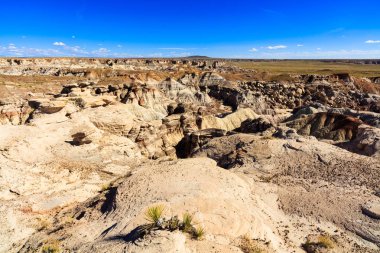 Arizona taşlaşmış orman