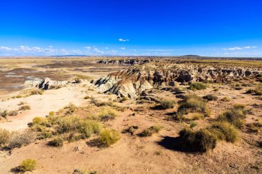 Arizona taşlaşmış orman