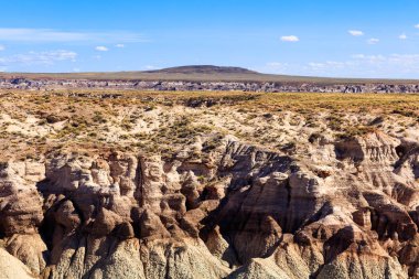 Arizona taşlaşmış orman