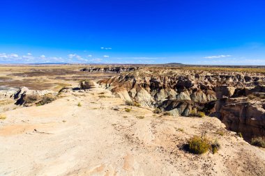 Arizona taşlaşmış orman