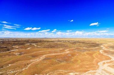 Arizona taşlaşmış orman