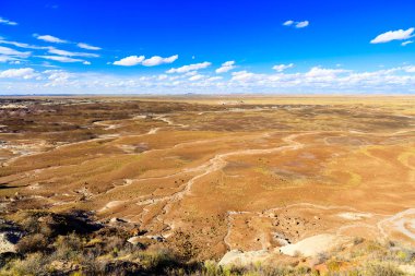 Arizona taşlaşmış orman