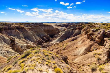 Arizona taşlaşmış orman