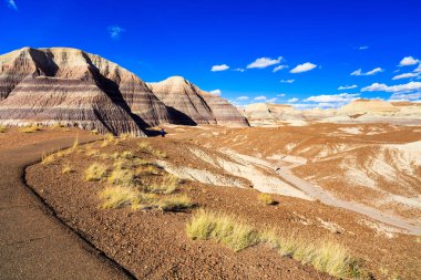 Arizona taşlaşmış orman