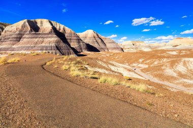 Arizona taşlaşmış orman