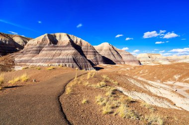 Arizona taşlaşmış orman