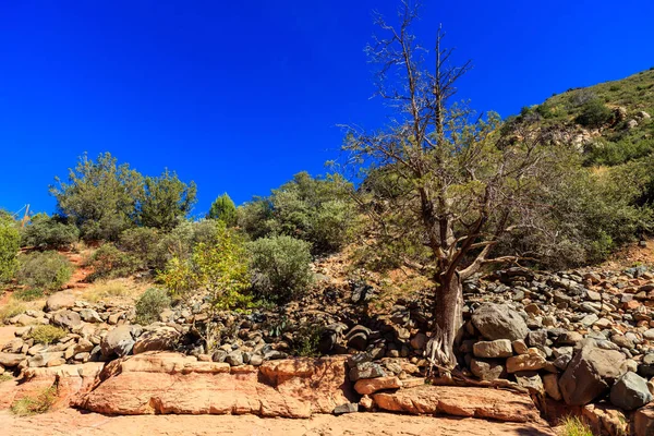 stock image Sedona desert beauty