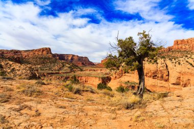 Arizona çöl manzarası