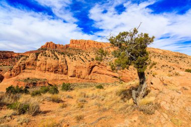 Arizona çöl manzarası