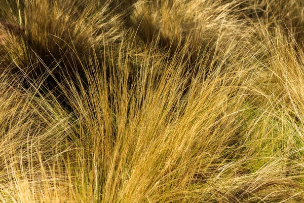 Gras aus nächster Nähe — Stockfoto