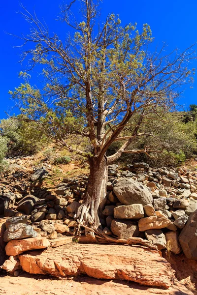 Sedona beauté du désert — Photo