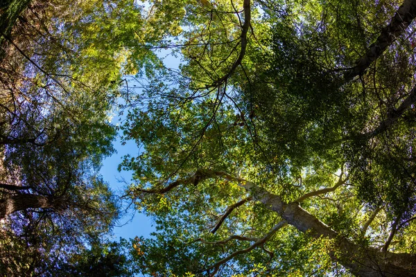 Canopy de árbol de Sedona —  Fotos de Stock