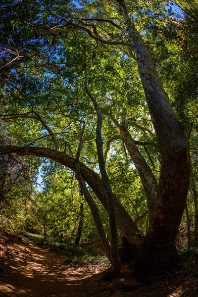 Canopy árvore Sedona — Fotografia de Stock