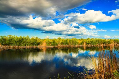 Florida Everglades waterway clipart
