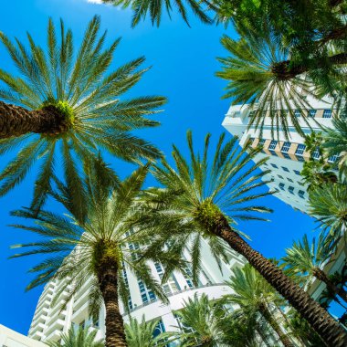 güzel miami beach 
