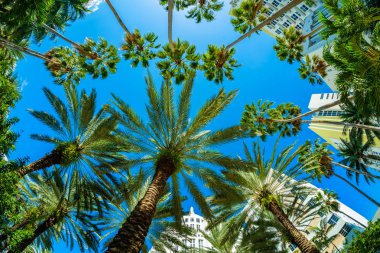 güzel miami beach 