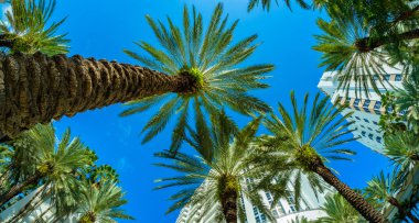 güzel miami beach 