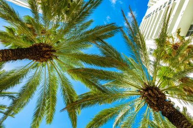 güzel miami beach 