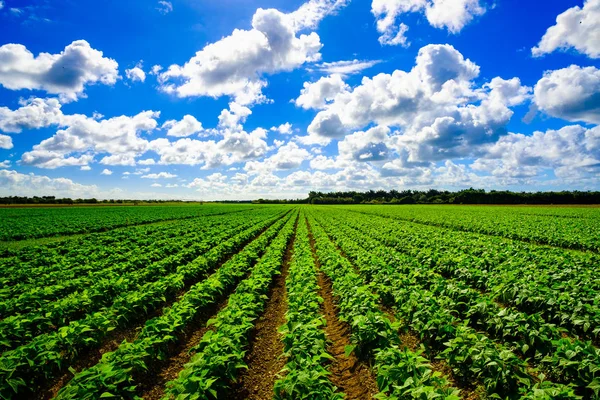 Agricultura campo vegetal — Fotografia de Stock