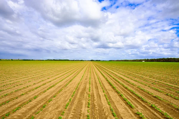 Agriculture vegetable field — Stock Photo, Image