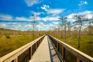 Florida everglades peyzaj