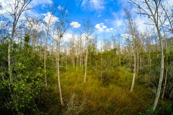 Florida Everglades paisagem — Fotografia de Stock