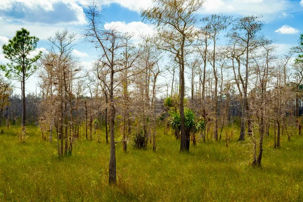 Everglades en Floride paysage — Photo