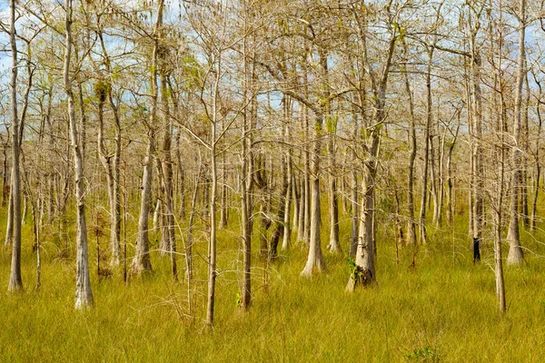 Florida everglades peyzaj