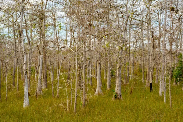 Everglades en Floride paysage — Photo