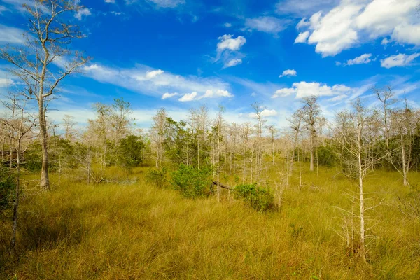 Florida everglades landschap — Stockfoto