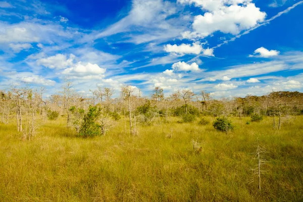 Florida everglades landschap — Stockfoto