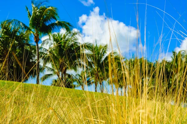 Miami Beach beleza — Fotografia de Stock