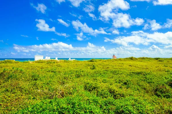 Miami Beach nature preserve — Stock Photo, Image