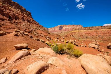 Arizona çöl manzarası