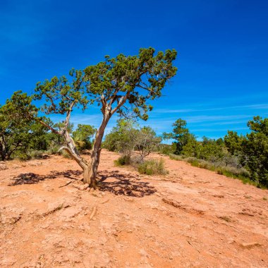 Güzel Sedona ardıç