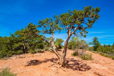 Güzel Sedona ardıç
