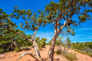 Güzel Sedona ardıç