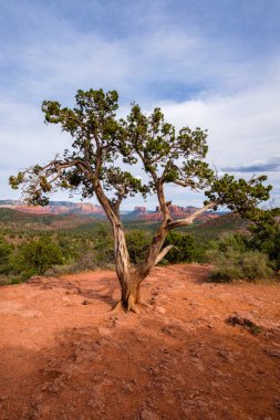 Güzel Sedona ardıç